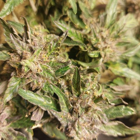 Titan Gorilla Auto growlog timeline photo