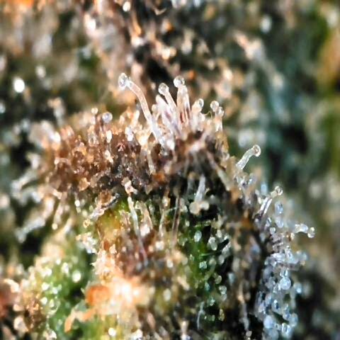 Titan Gorilla Auto growlog timeline photo