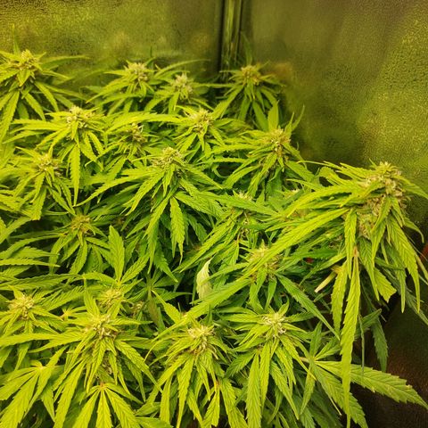 Moonlight Auto - Naledi Seeds growlog timeline photo