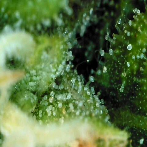 Moonlight Auto - Naledi Seeds growlog timeline photo