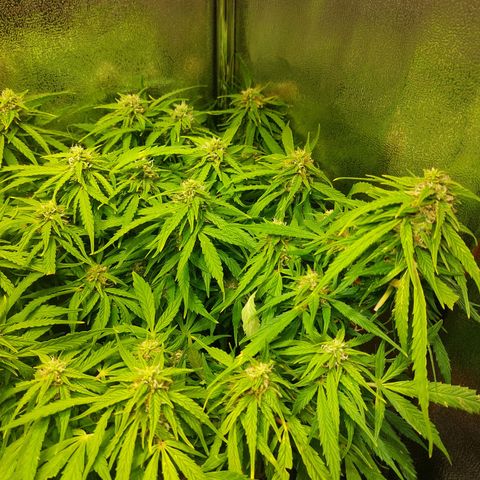 Moonlight Auto - Naledi Seeds growlog timeline photo