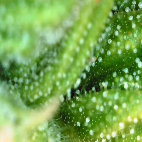 Moonlight Auto - Naledi Seeds growlog timeline photo