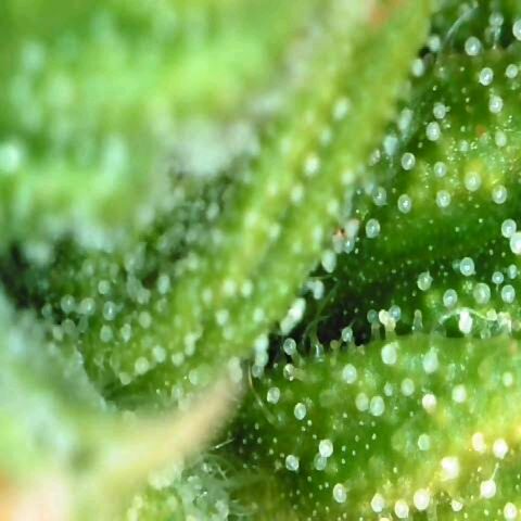 Moonlight Auto - Naledi Seeds growlog timeline photo