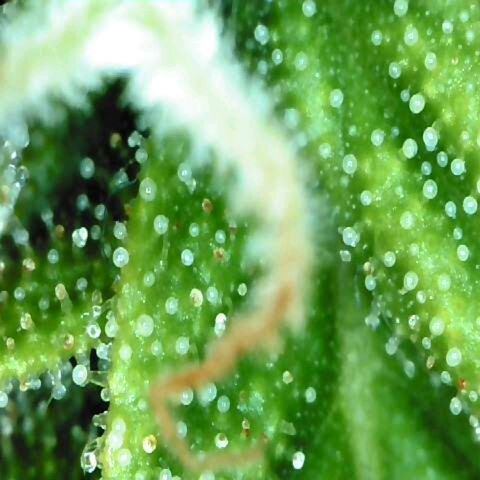 Moonlight Auto - Naledi Seeds growlog timeline photo