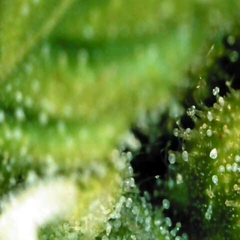 Moonlight Auto - Naledi Seeds growlog timeline photo