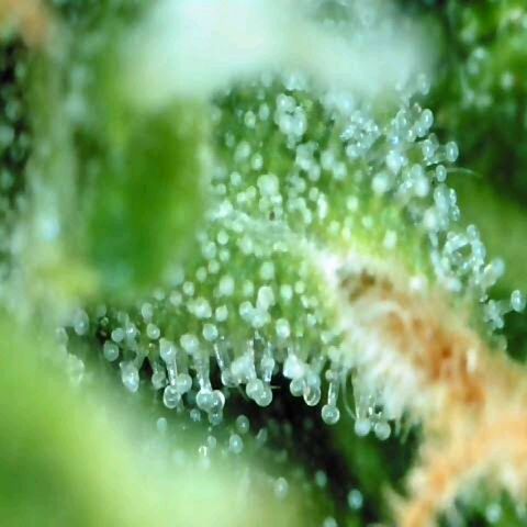 Moonlight Auto - Naledi Seeds growlog timeline photo