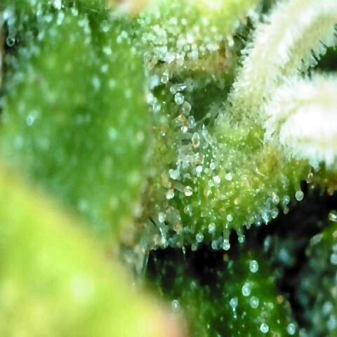 Auto Orange Bud growlog timeline photo