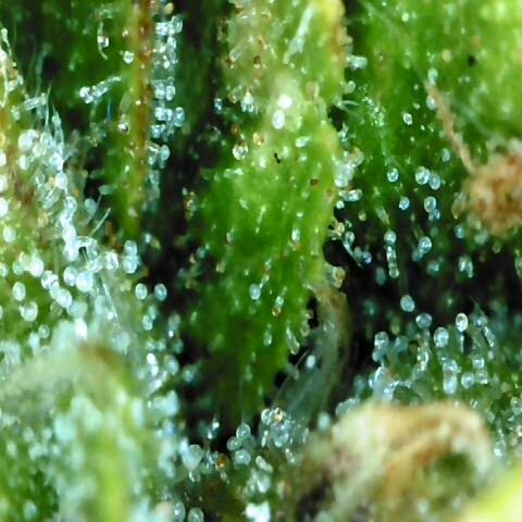 Auto Orange Bud growlog timeline photo