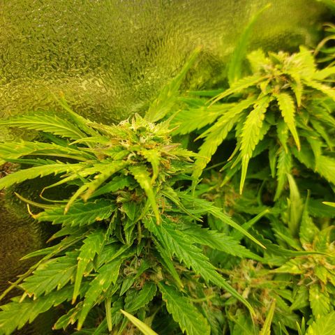 Auto Orange Bud growlog timeline photo