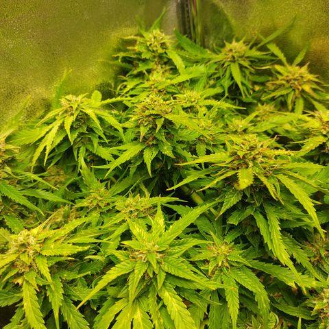 Auto Orange Bud growlog timeline photo