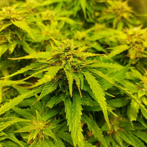 Auto Orange Bud growlog timeline photo