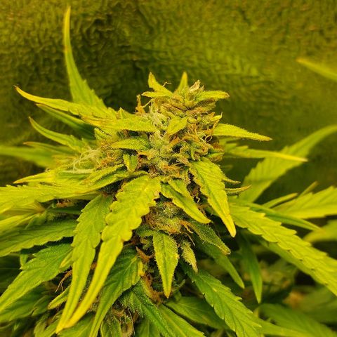 Moonlight Auto - Naledi Seeds growlog timeline photo