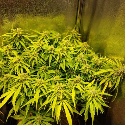 Moonlight Auto - Naledi Seeds growlog timeline photo