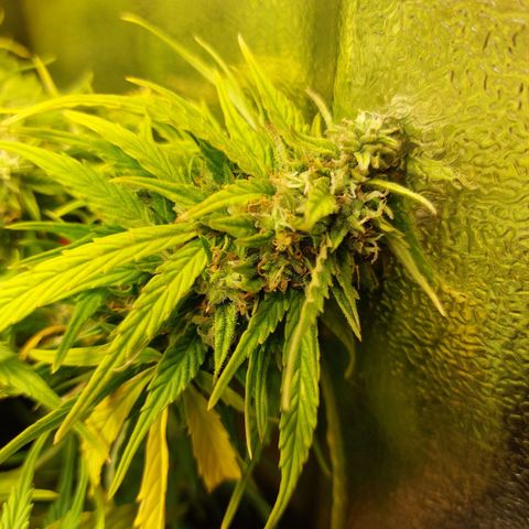 Moonlight Auto - Naledi Seeds growlog timeline photo