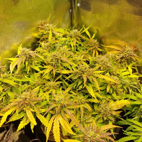 Auto Orange Bud growlog timeline photo
