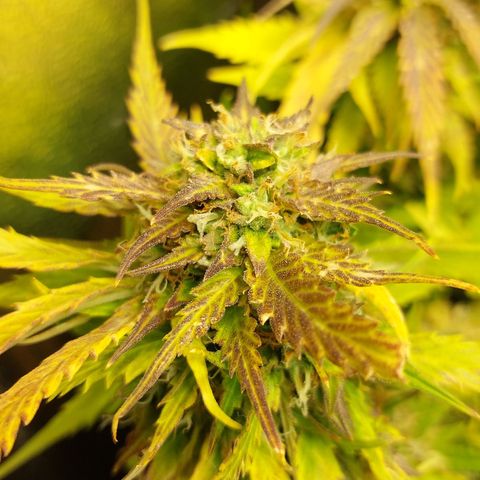 Auto Orange Bud growlog timeline photo