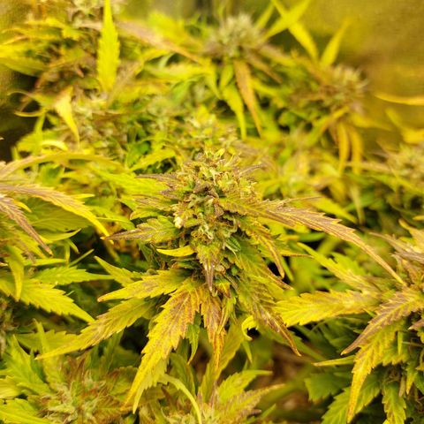 Auto Orange Bud growlog timeline photo