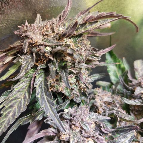 Titan Gorilla Auto growlog timeline photo
