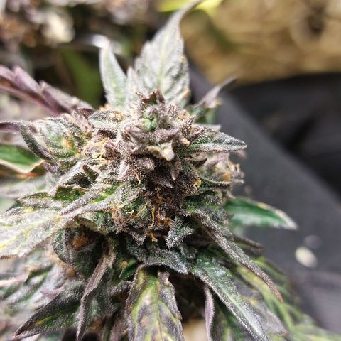 Titan Gorilla Auto growlog timeline photo