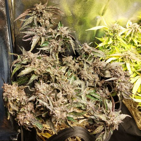 Titan Gorilla Auto growlog timeline photo
