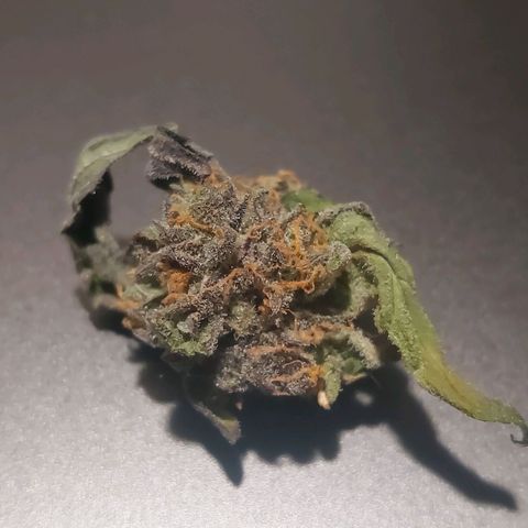Titan Gorilla Auto growlog timeline photo