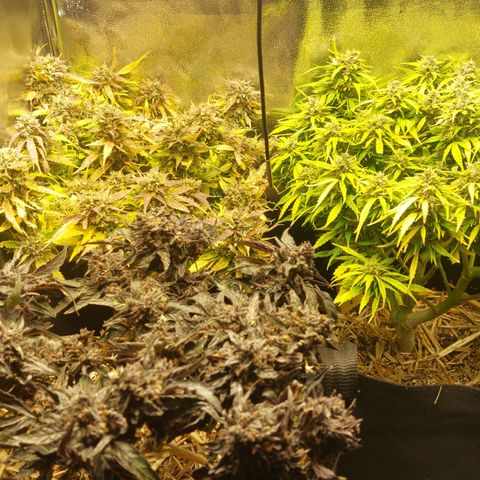 Titan Gorilla Auto growlog timeline photo