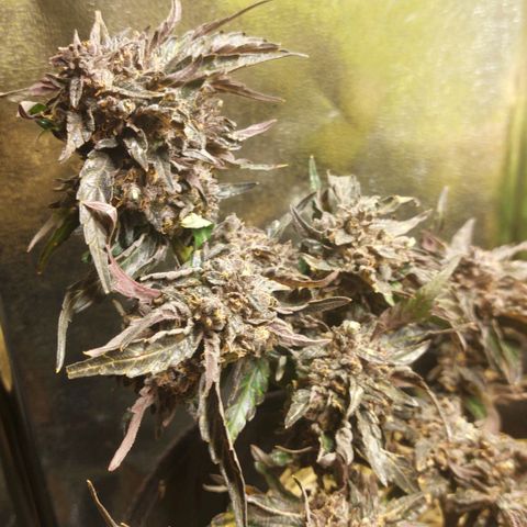 Titan Gorilla Auto growlog timeline photo