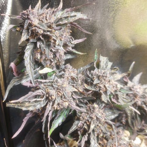 Titan Gorilla Auto growlog timeline photo