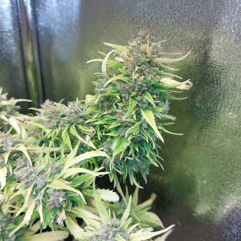 Moonlight Auto - Naledi Seeds growlog timeline photo