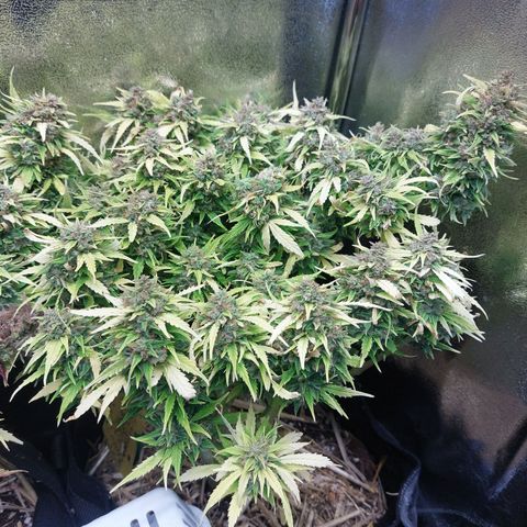 Moonlight Auto - Naledi Seeds growlog timeline photo