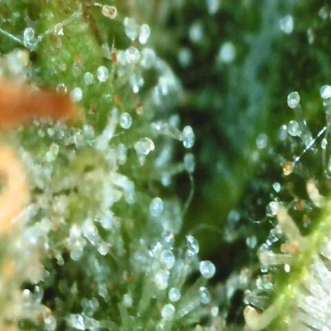 Moonlight Auto - Naledi Seeds growlog timeline photo