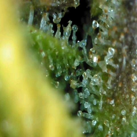 Moonlight Auto - Naledi Seeds growlog timeline photo