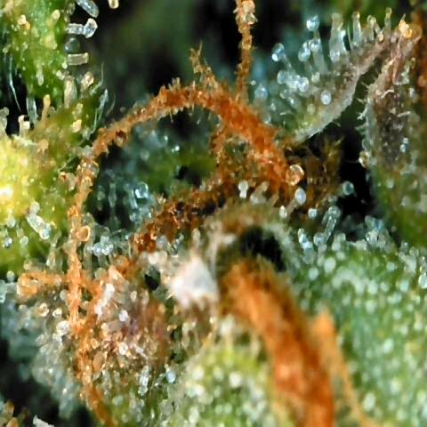 Moonlight Auto - Naledi Seeds growlog timeline photo