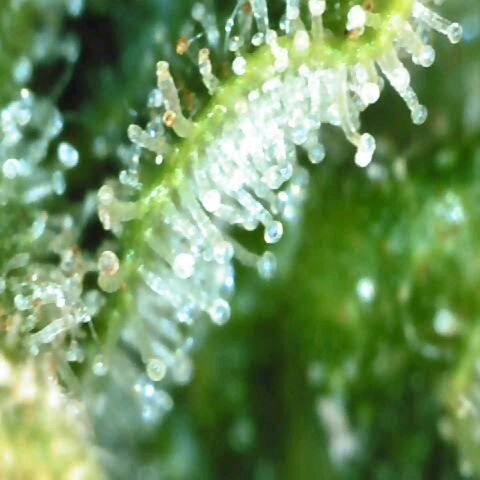 Moonlight Auto - Naledi Seeds growlog timeline photo