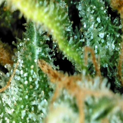 Moonlight Auto - Naledi Seeds growlog timeline photo