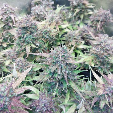 Auto Orange Bud growlog timeline photo