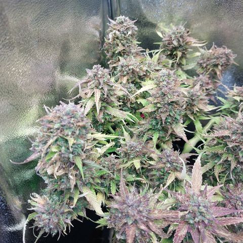 Auto Orange Bud growlog timeline photo