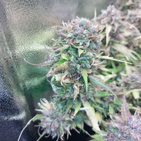 Auto Orange Bud growlog timeline photo