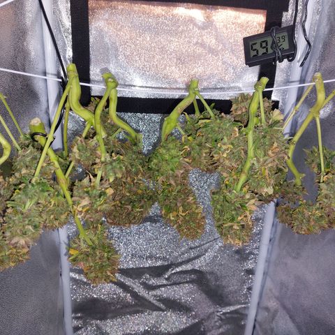 Auto Orange Bud growlog timeline photo