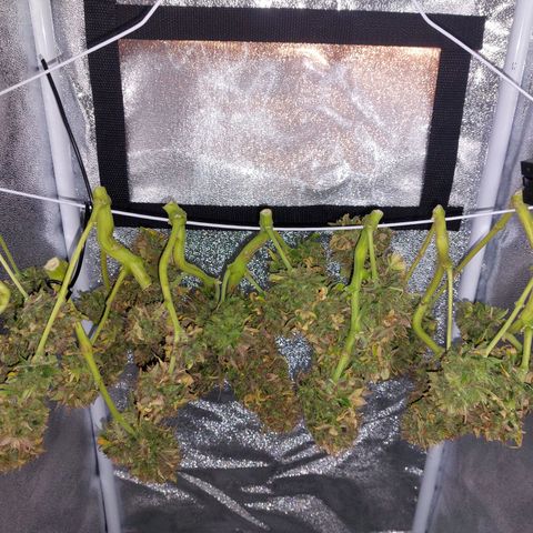 Auto Orange Bud growlog timeline photo