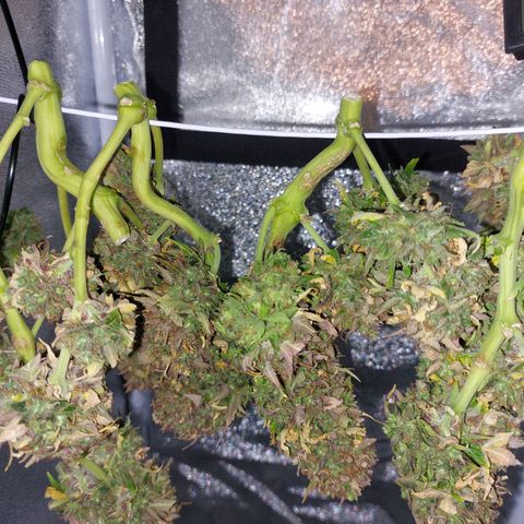 Auto Orange Bud growlog timeline photo