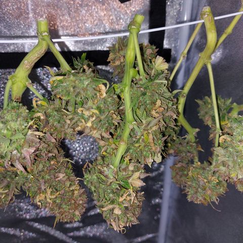 Auto Orange Bud growlog timeline photo
