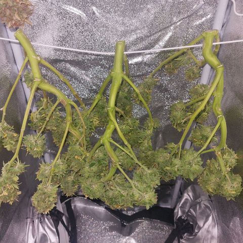 Moonlight Auto - Naledi Seeds growlog timeline photo