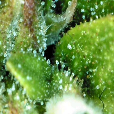 Moonlight Auto - Naledi Seeds growlog timeline photo