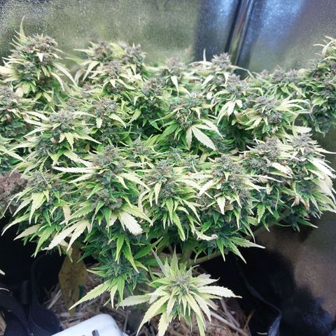 Moonlight Auto - Naledi Seeds growlog timeline photo