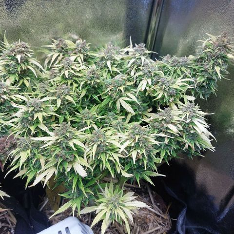 Moonlight Auto - Naledi Seeds growlog timeline photo