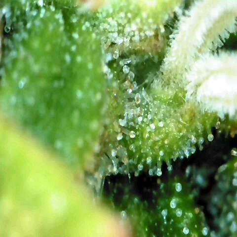 Moonlight Auto - Naledi Seeds growlog timeline photo