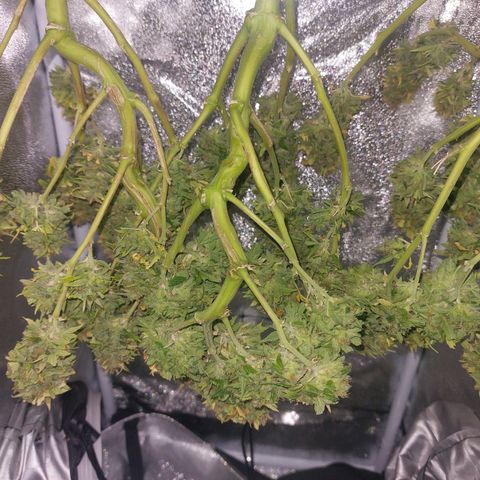 Moonlight Auto - Naledi Seeds growlog timeline photo