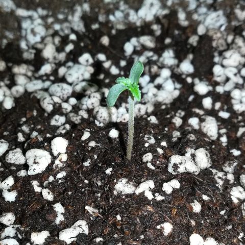 Coronga Rolt Brock growlog photo: 13:00