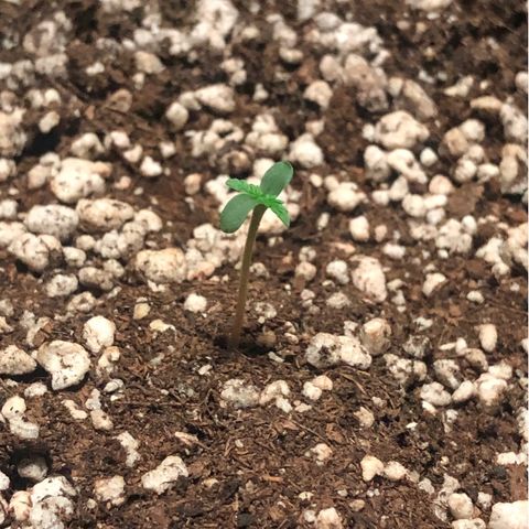 Coronga Rolt Brock growlog photo: 00:00